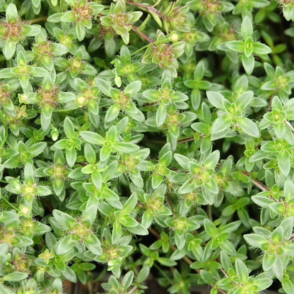 Thymus praecox Red Carpet - Thym précoce
