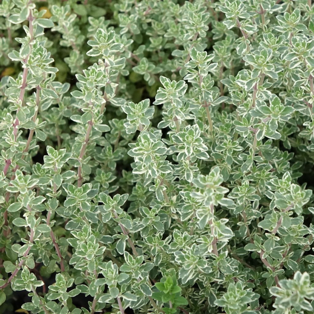 Thymus vulgaris Silver Posie - Thym Silver Posie - Thym argenté