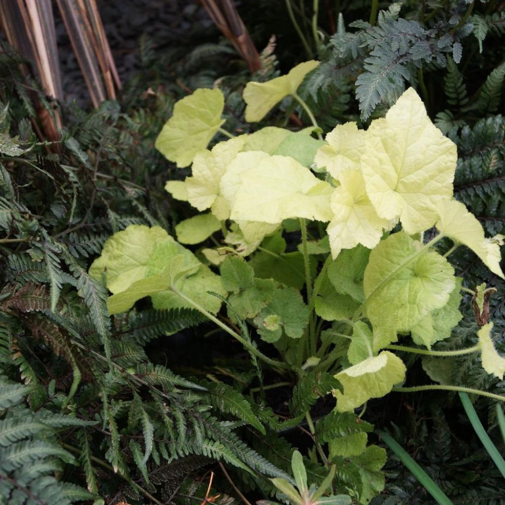 Tolmiea menziesii Cool Gold - Tolmie de Menzies - La poule et ses poussins