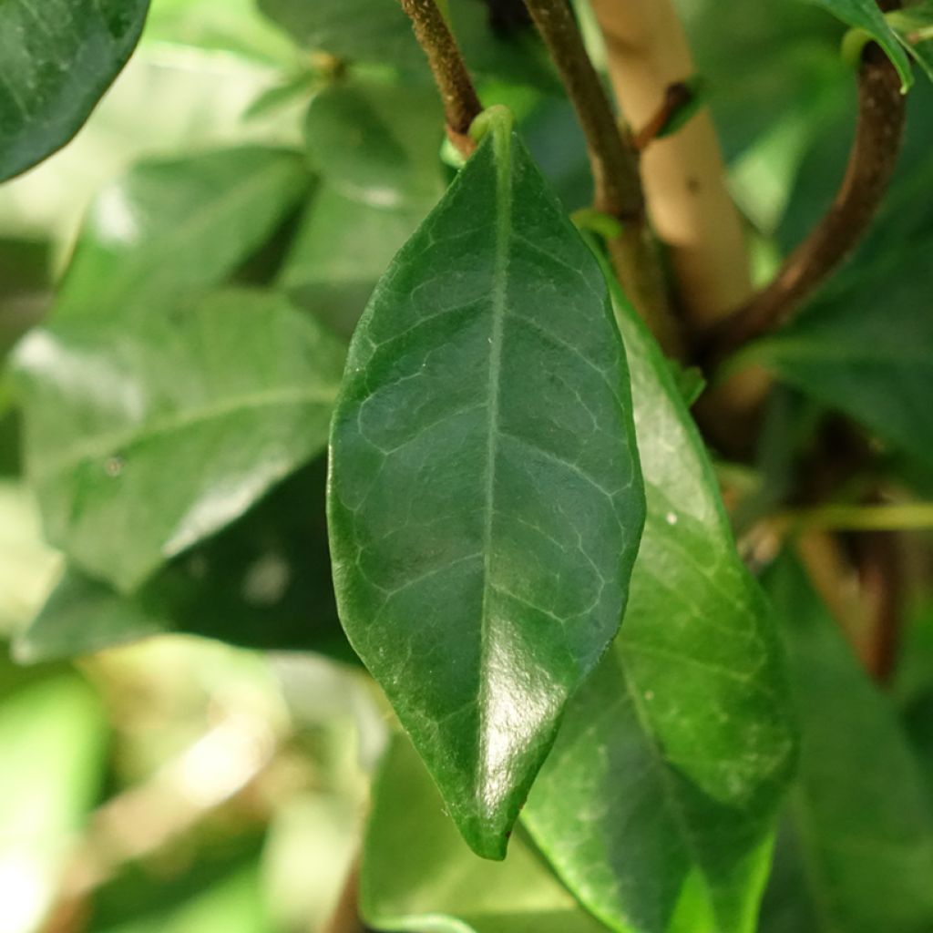 Trachelospermum asiaticum Chili & Vanilla - Faux-jasmin 