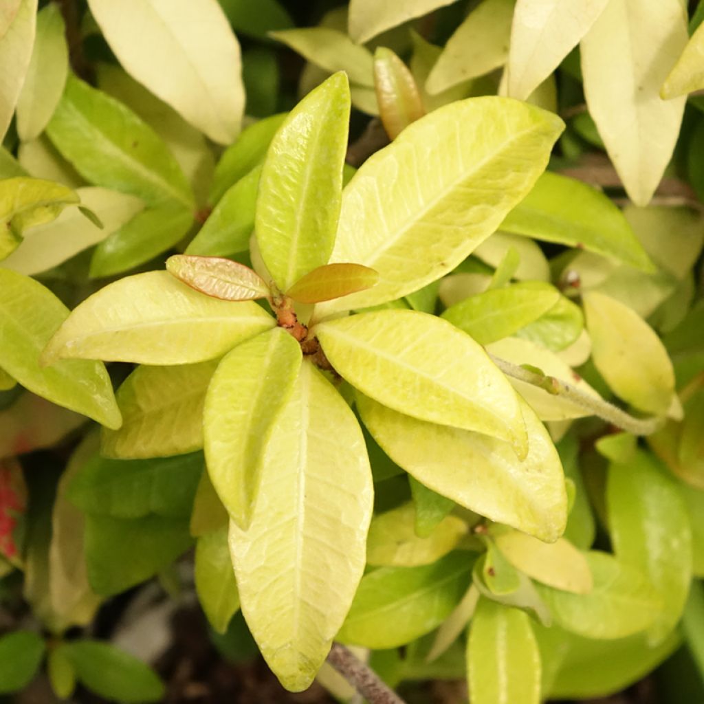 Trachelospermum asiaticum Golden Memories