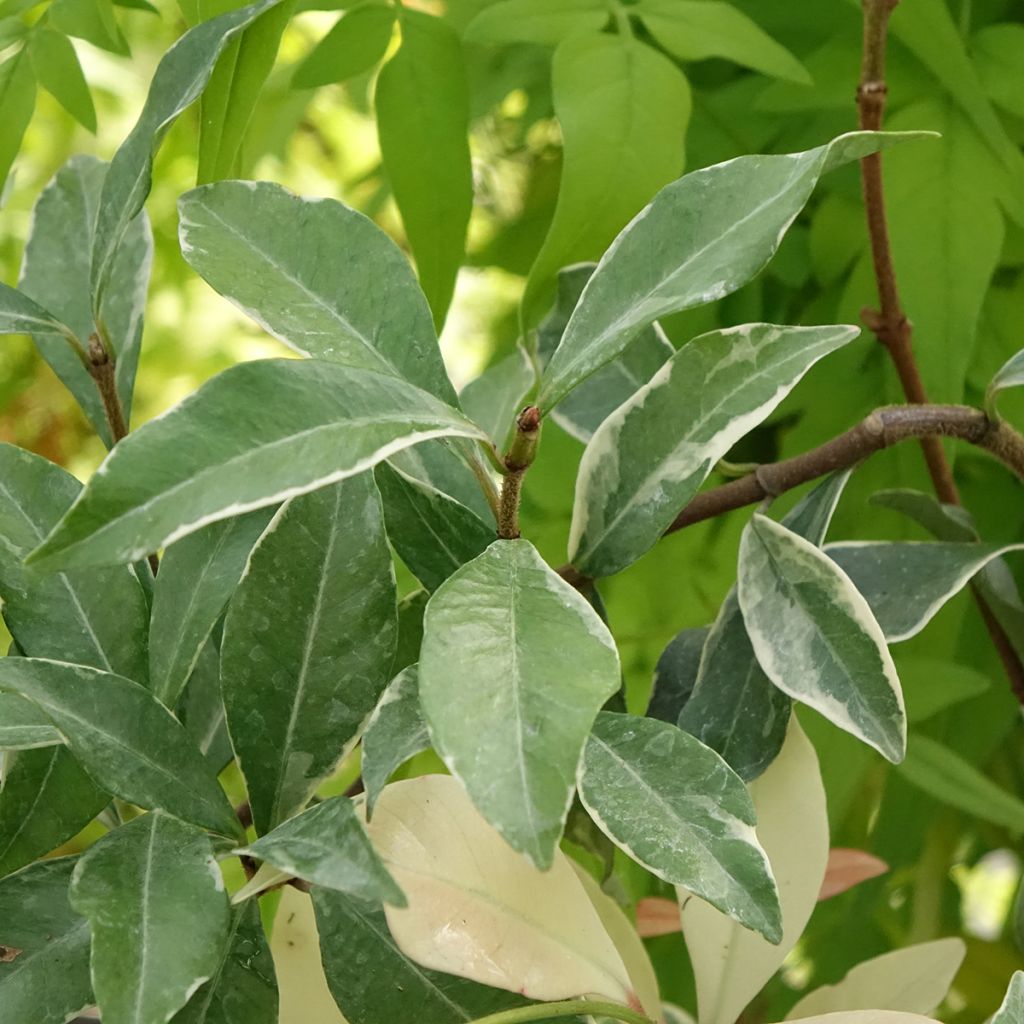 Trachelospermum asiaticum Star of Milano - Jasmin étoilé