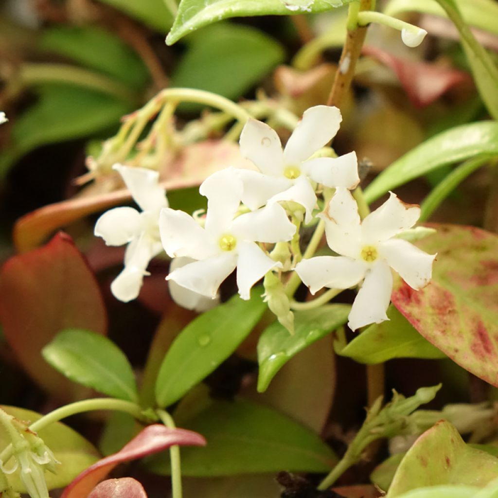 Trachelospermum jasminoides Winter Ruby - Jasmin étoilé