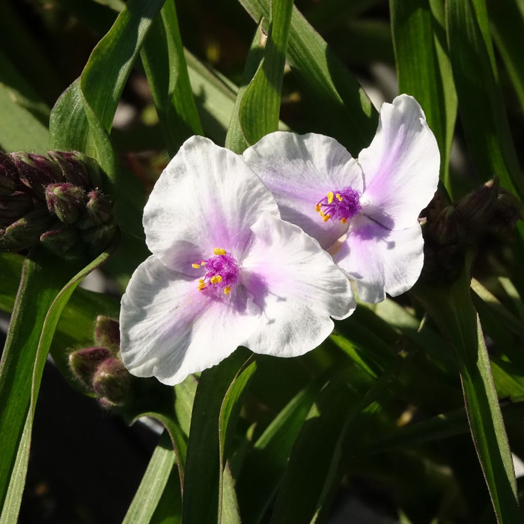 Tradescantia andersoniana Domaine de Courson