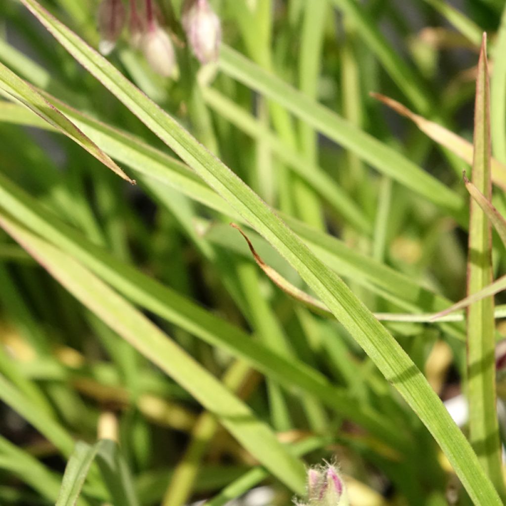 Tradescantia virginiana Brevicaulis - Ephémère de Virginie