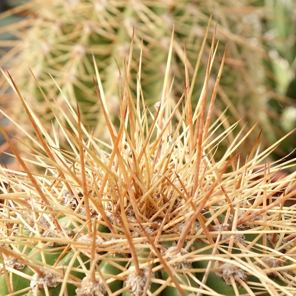 Trichocereus terscheckii - Cactus cierge