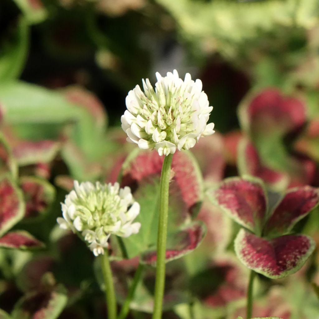 Trifolium repens Estelle - Trèfle
