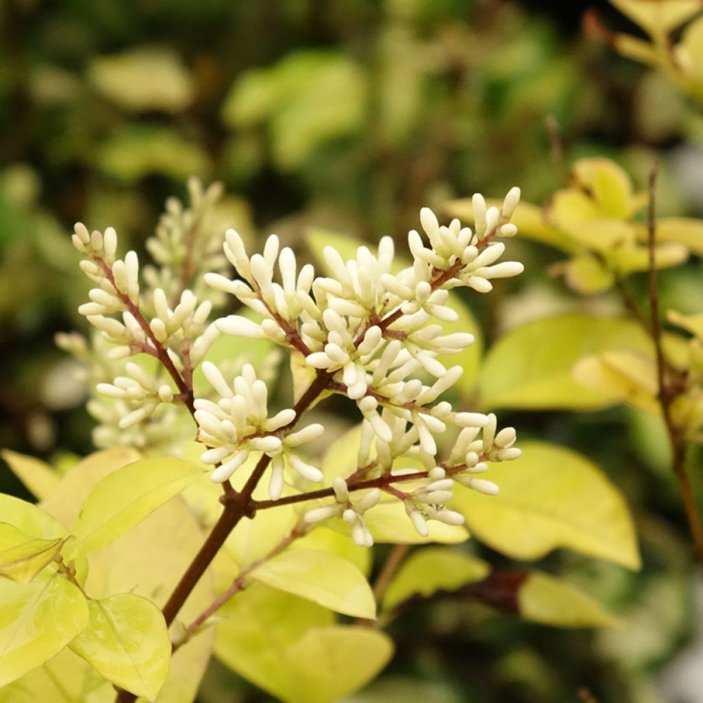 Troène doré - Ligustrum vicaryi 