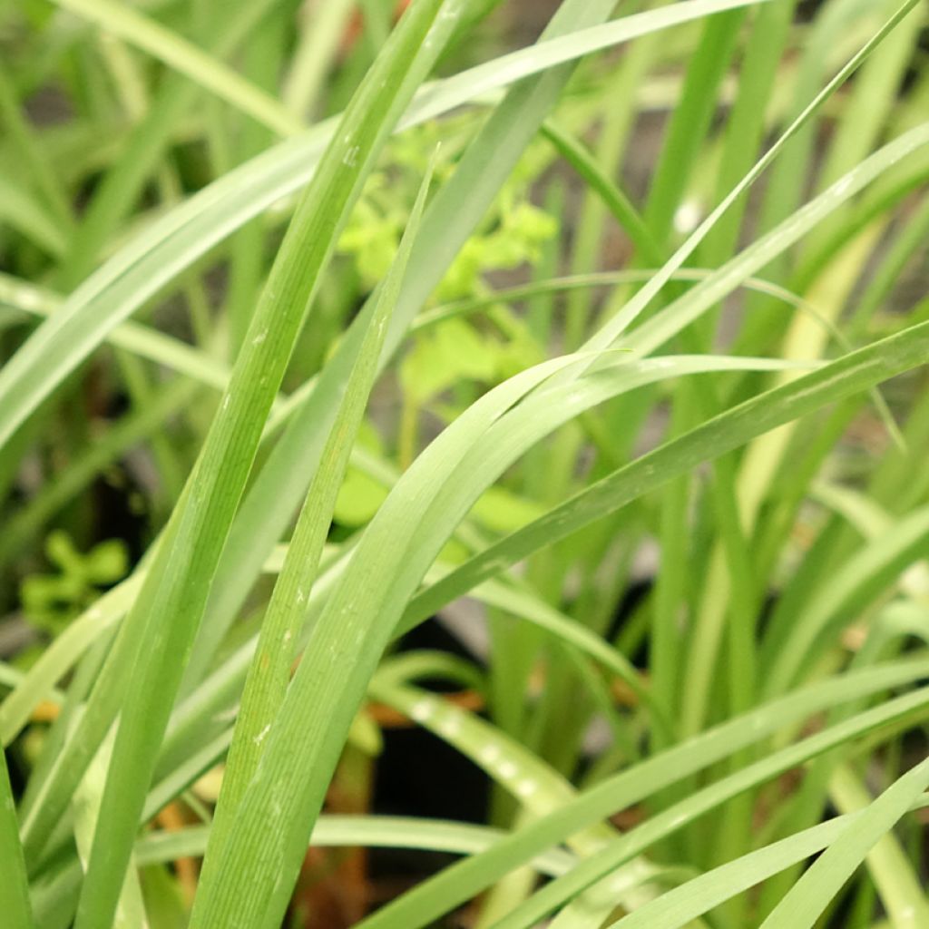Tulbaghia cominsii Violacea