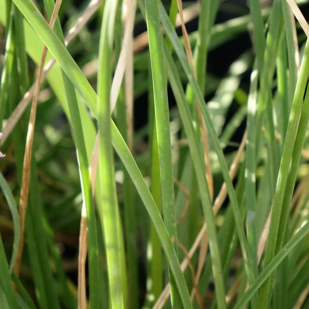 Tulbaghia Dark Star - Tulbaghie