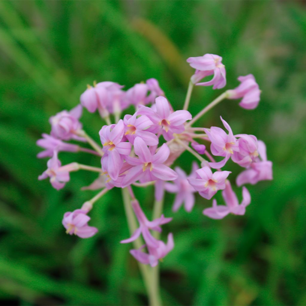 Tulbaghia Flamingo - Tulbaghie