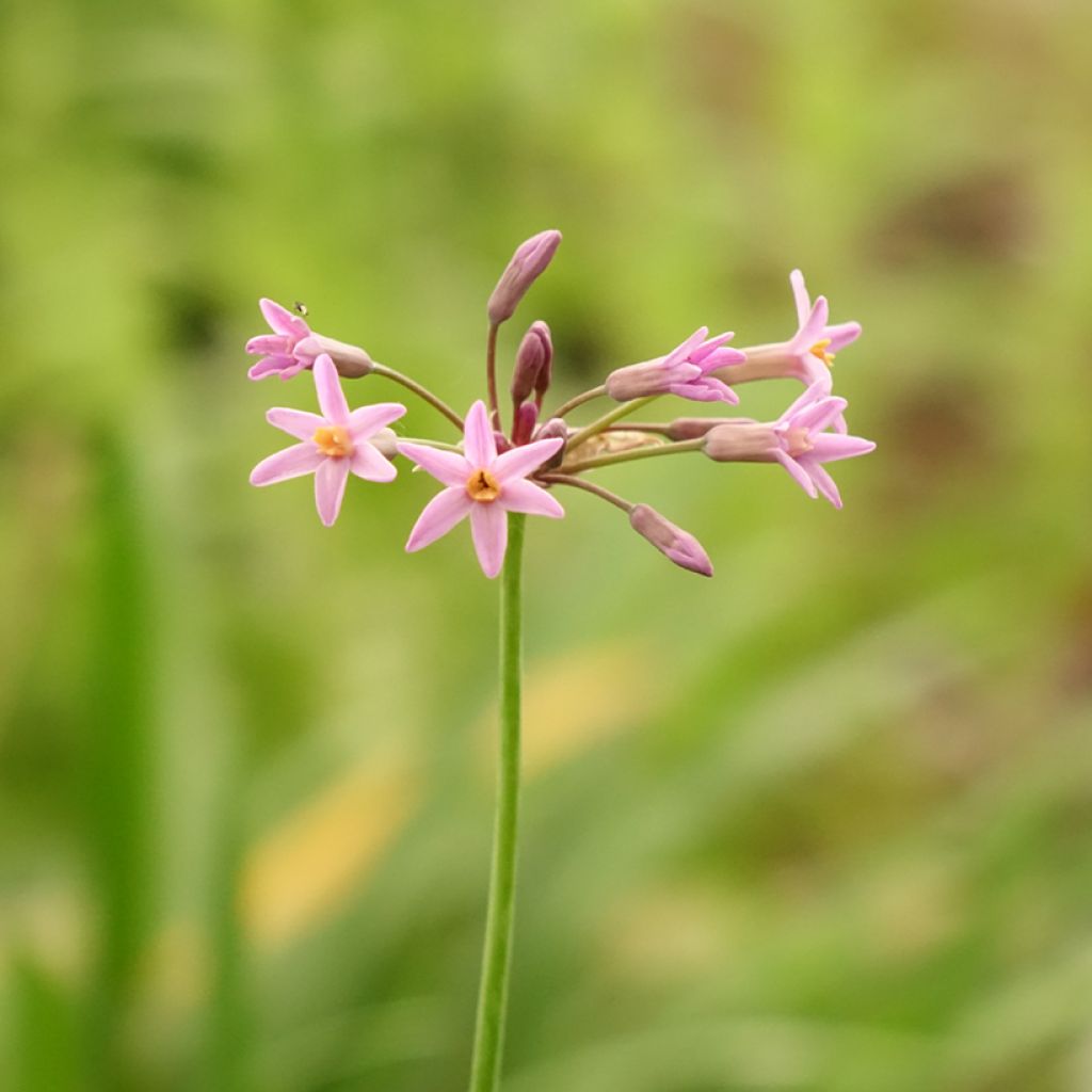 Tulbaghia Himba - Tulbaghie hybride 