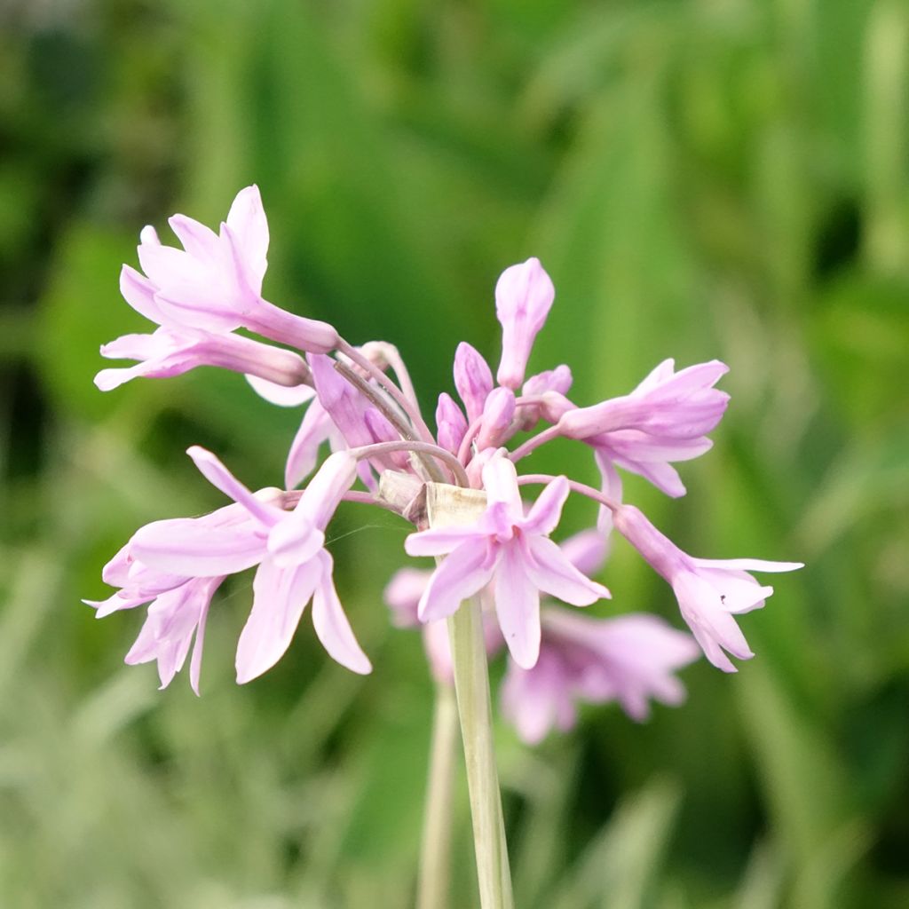 Tulbaghia violacea Silver Lace - Thulbaghie