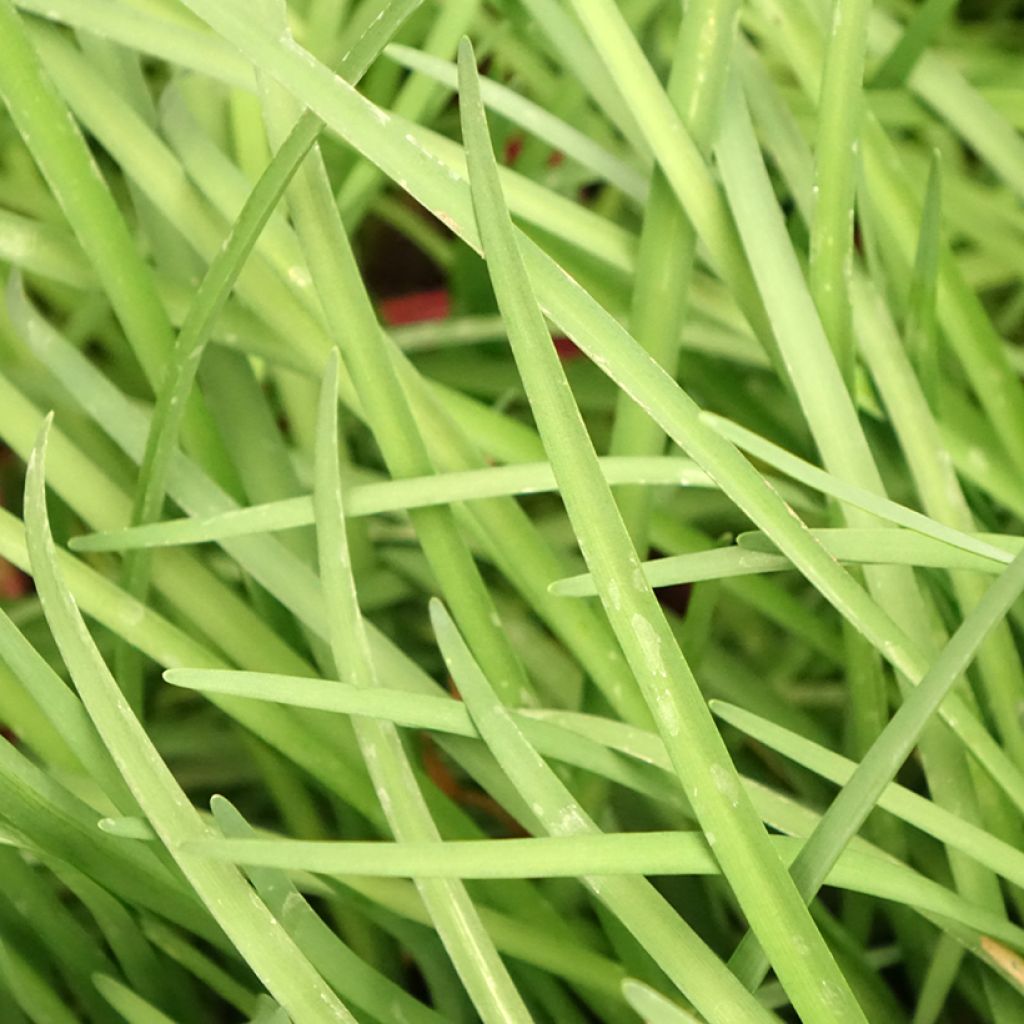 Tulbaghia violacea - Tulbaghie
