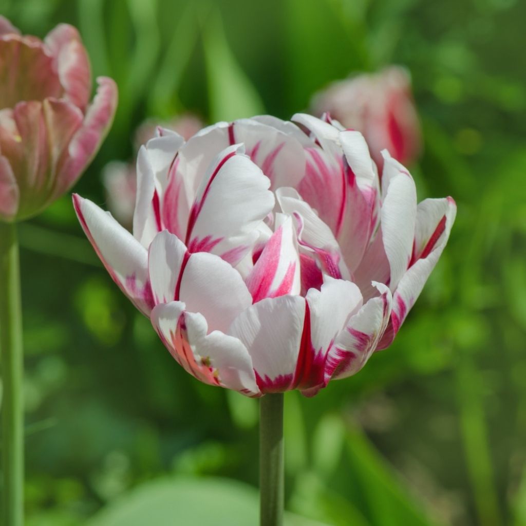 Tulipe double tardive Carnaval de Nice