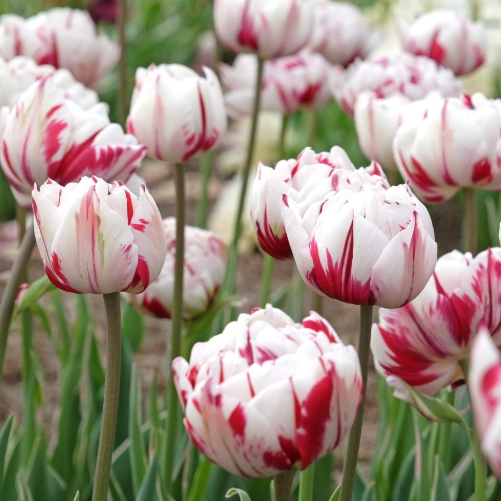 Tulipe double tardive Carnaval de Nice