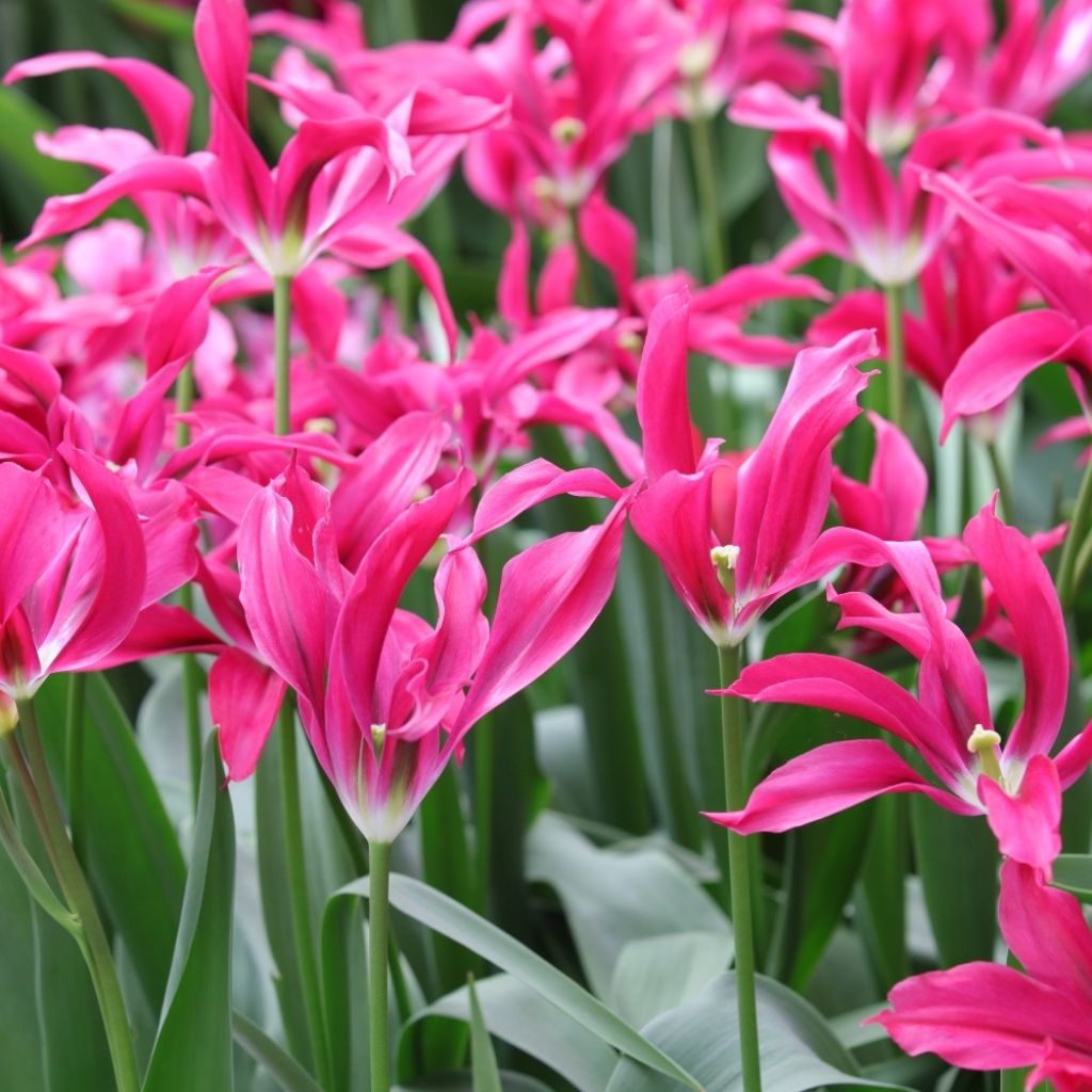 Tulipe viridiflora Doll's Minuet