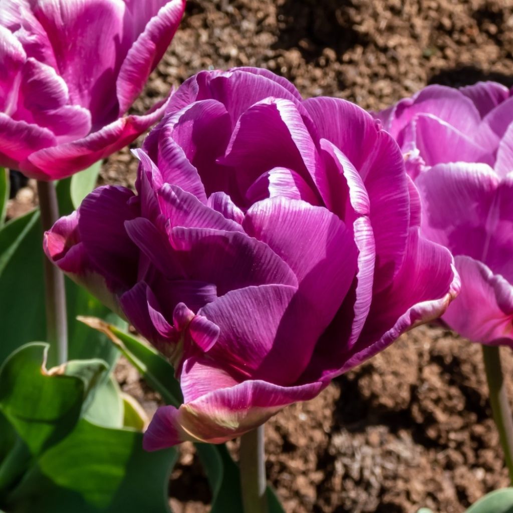 Tulipe double tardive Diamant Bleu (Blue Diamond)
