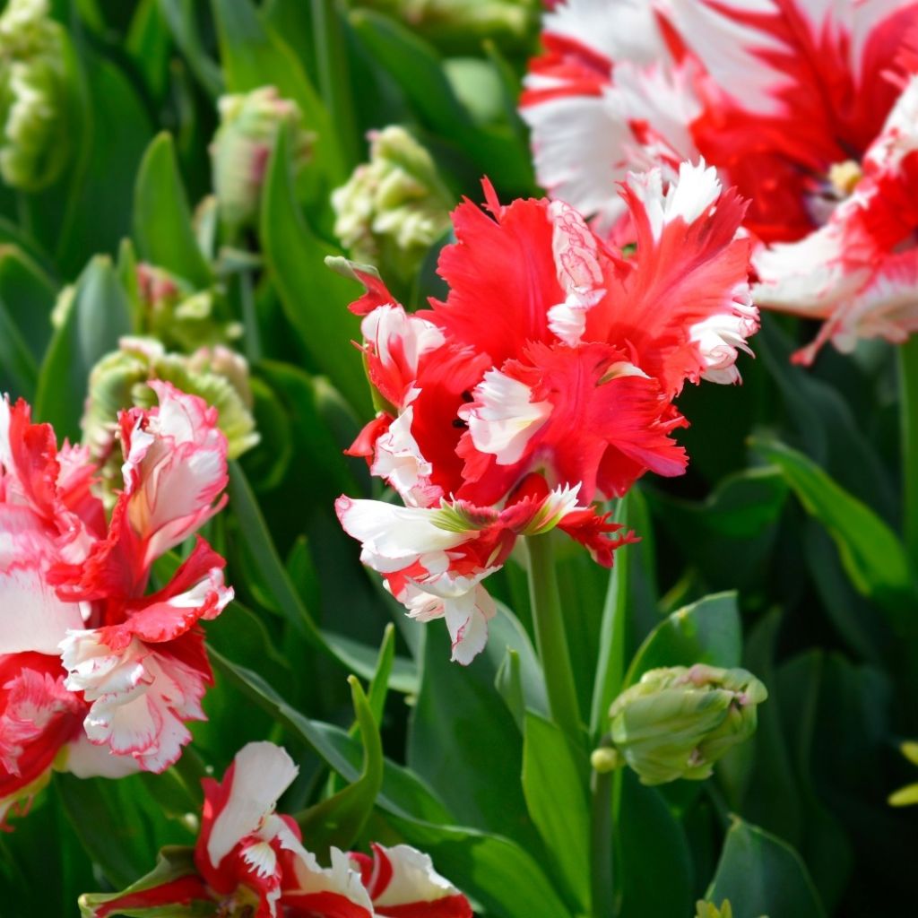 Tulipe Perroquet Estella Rijnveld