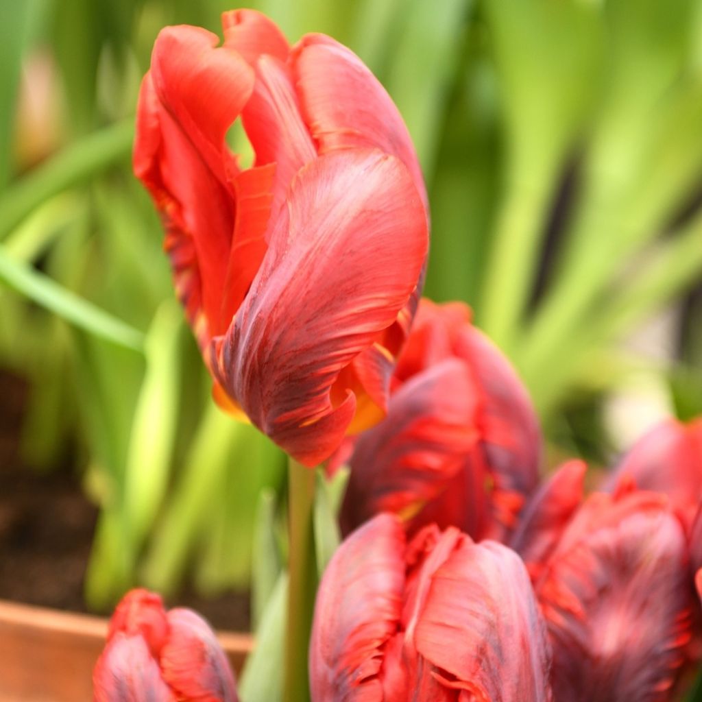 Tulipe Perroquet Rococo