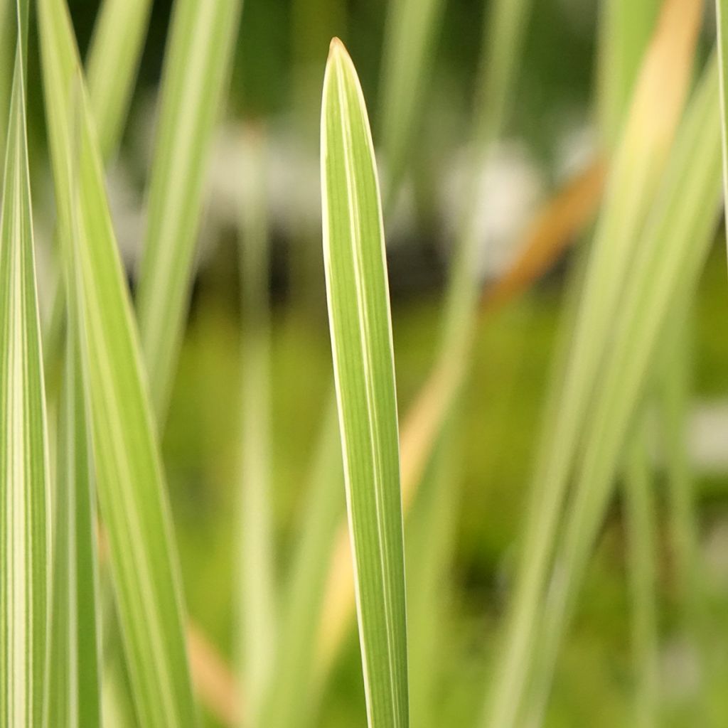 Typha latifolia Variegata - Massette à feuilles larges panachées