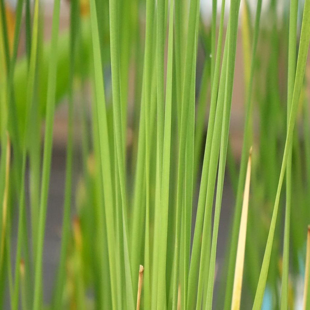 Typha laxmannii - Massette de Laxmann