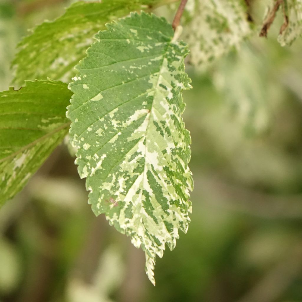 Ulmus minor Argenteovariegata - Orme champêtre panaché