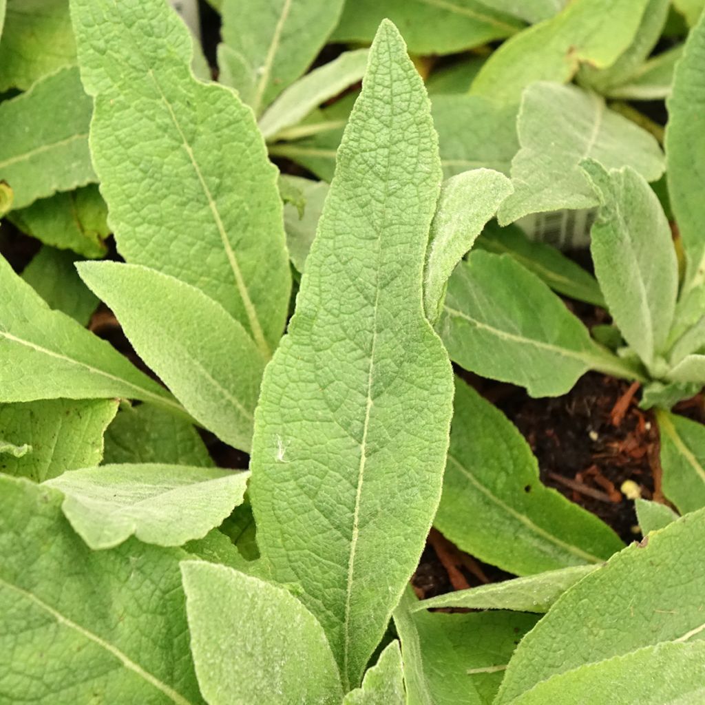 Verbascum Gainsborough – Molène Gainsborough