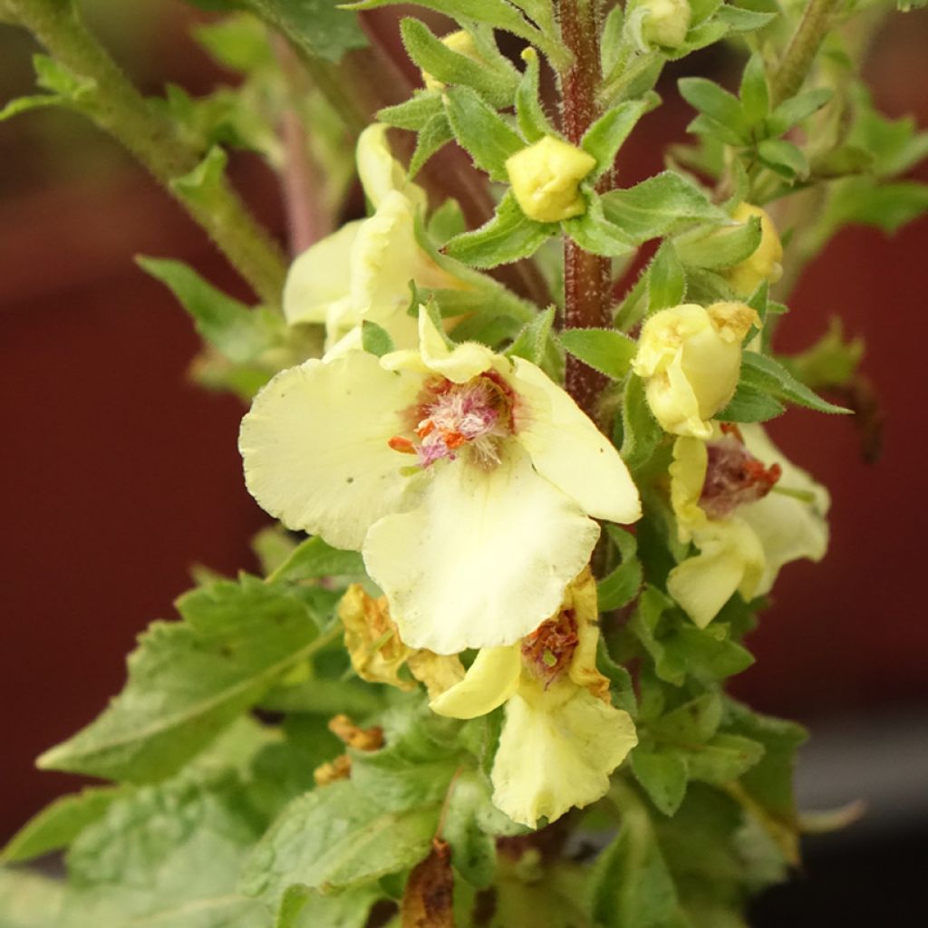 Verbascum Hybride Cotswold Queen