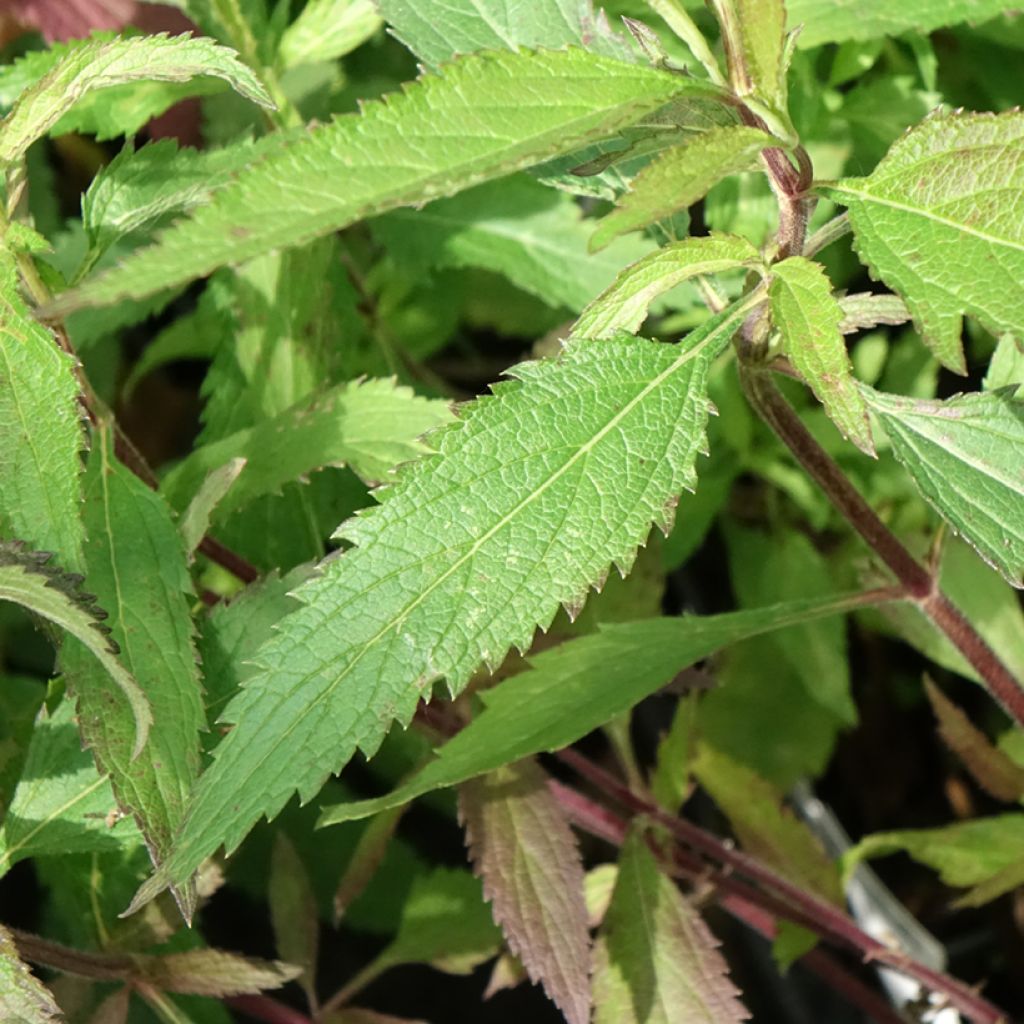 Verbena hastata Blue Spires - Verveine hastée