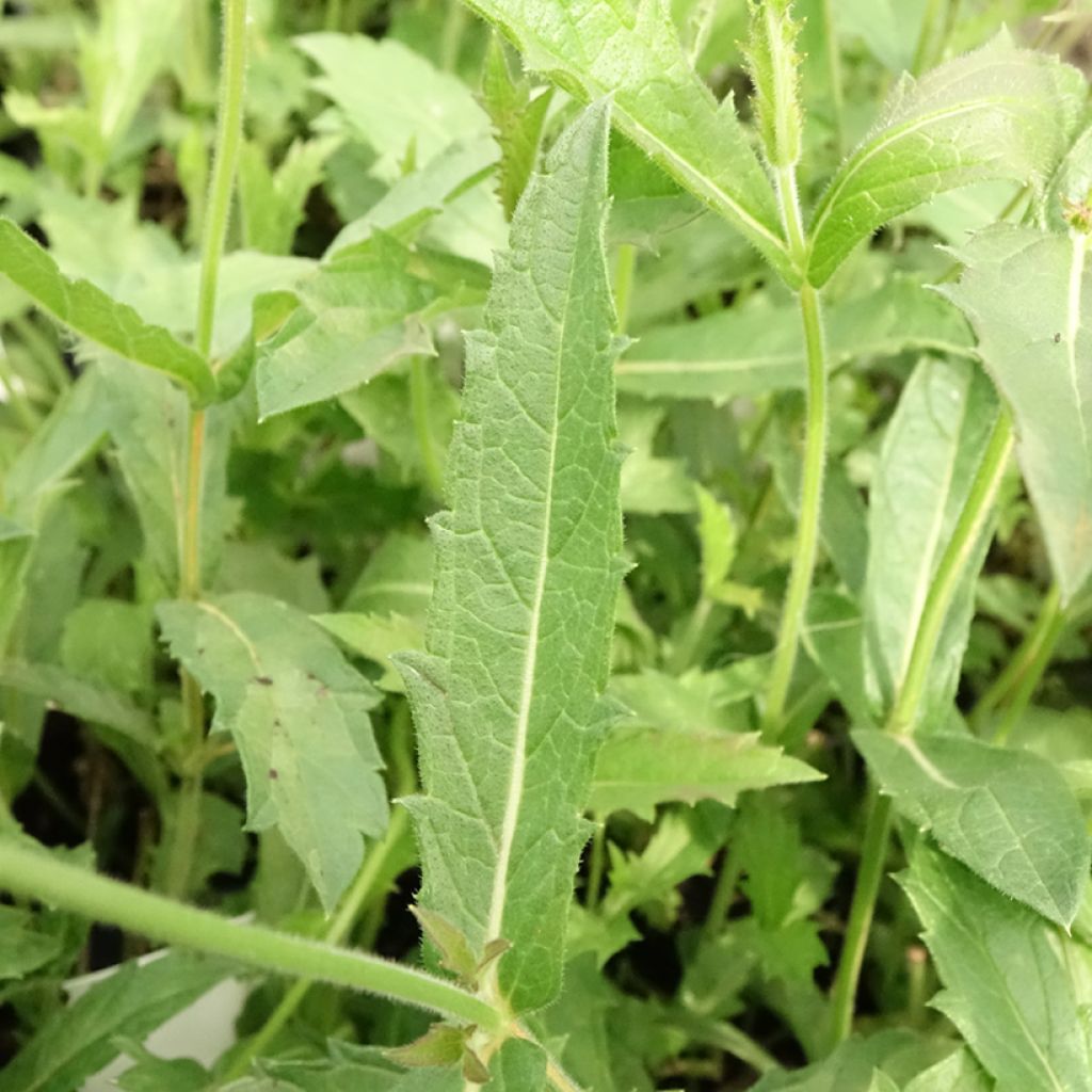 Verbena rigida Venosa - Verveine rugueuse