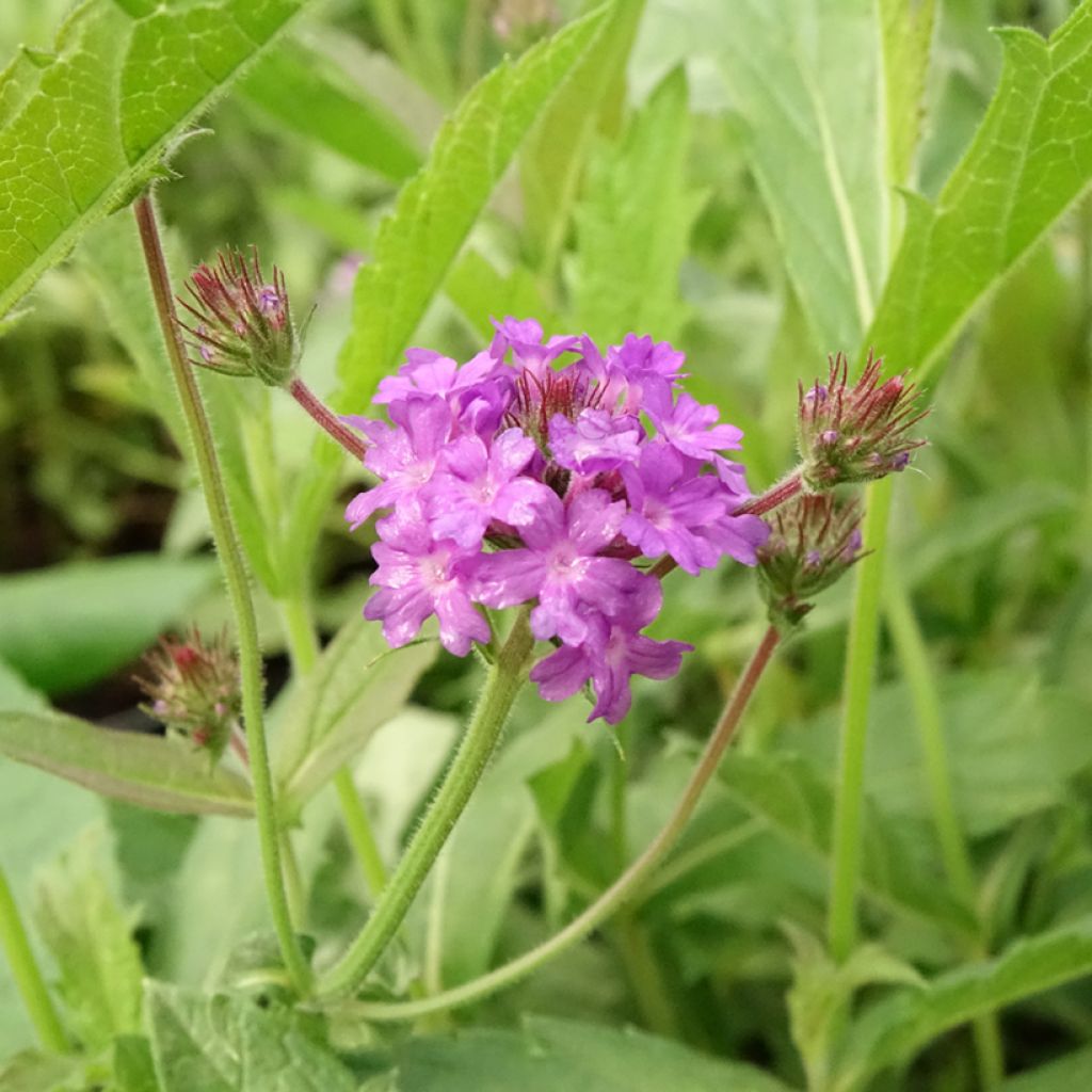 Verbena rigida Venosa - Verveine rugueuse