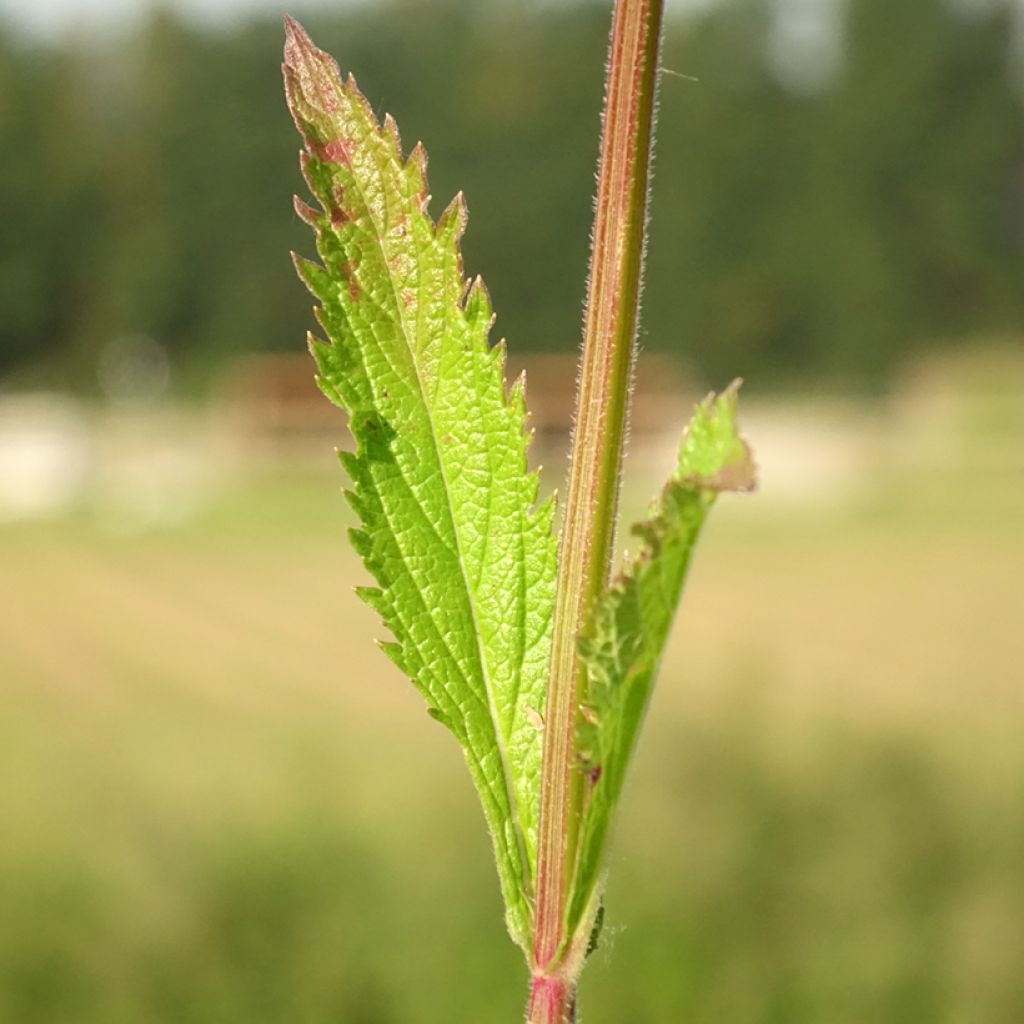 Verbena (x) macdougalii Lavender Spires - Verveine hybride