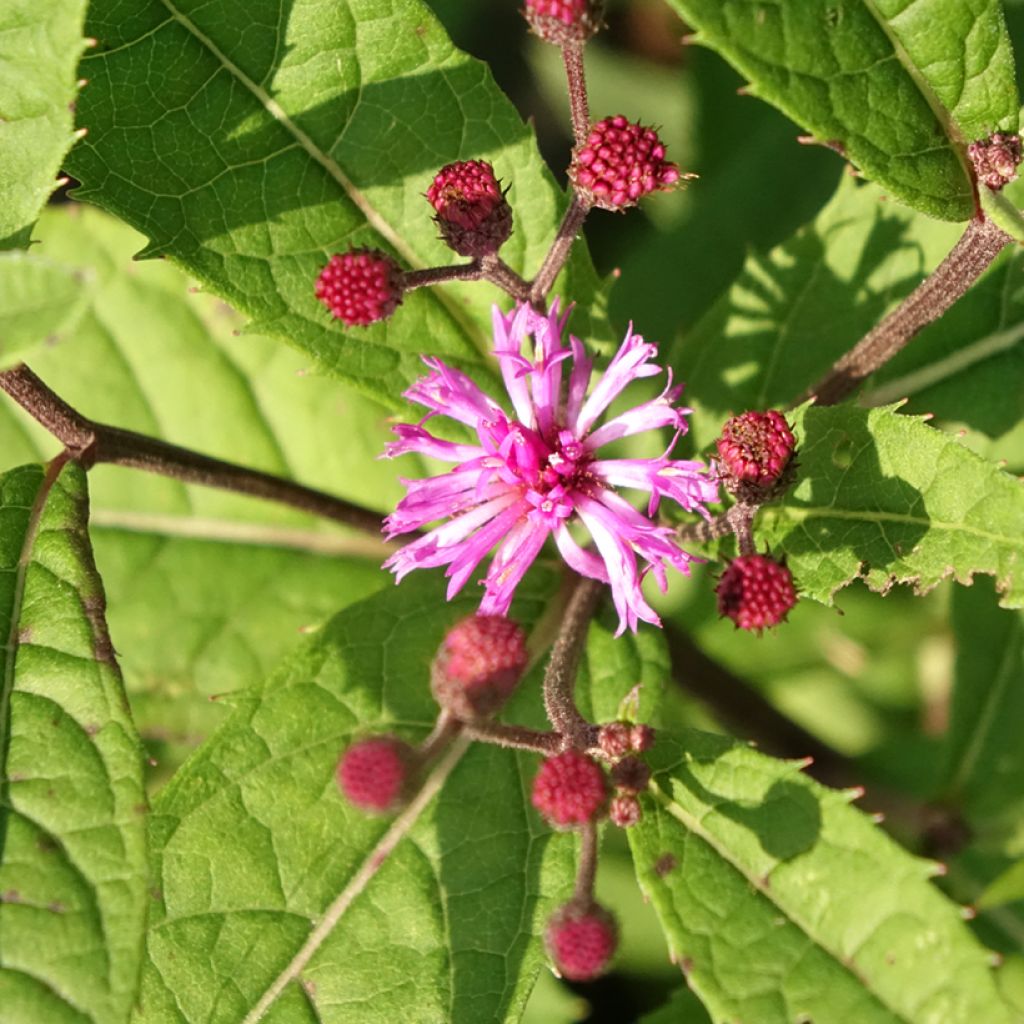 Vernonia arkansana - Vernone de l'Arkansas