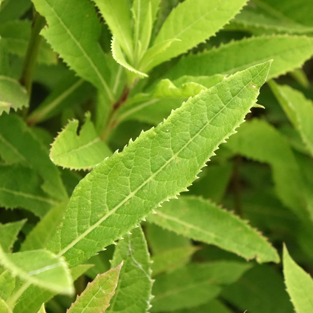 Vernonia crinita - Vernone