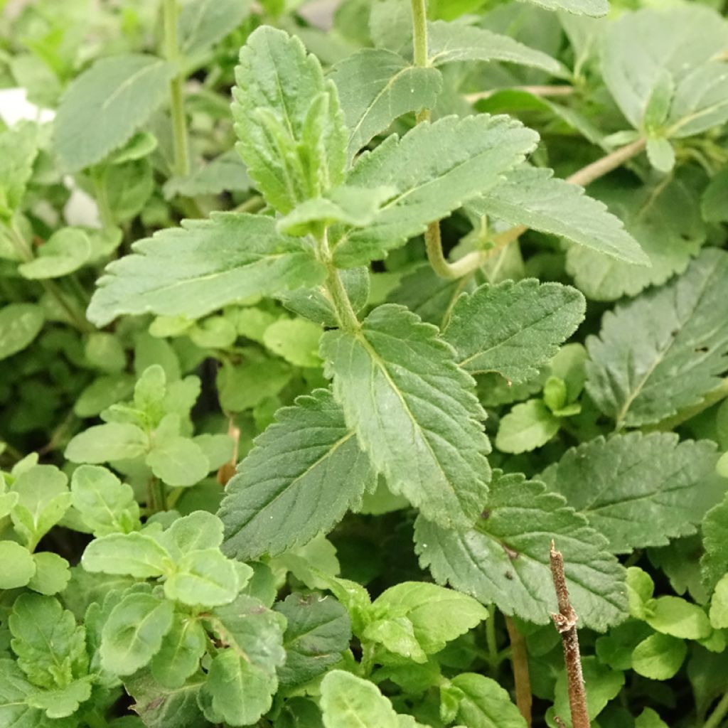 Veronica austriaca Royal Blue - Véronique d'Autriche