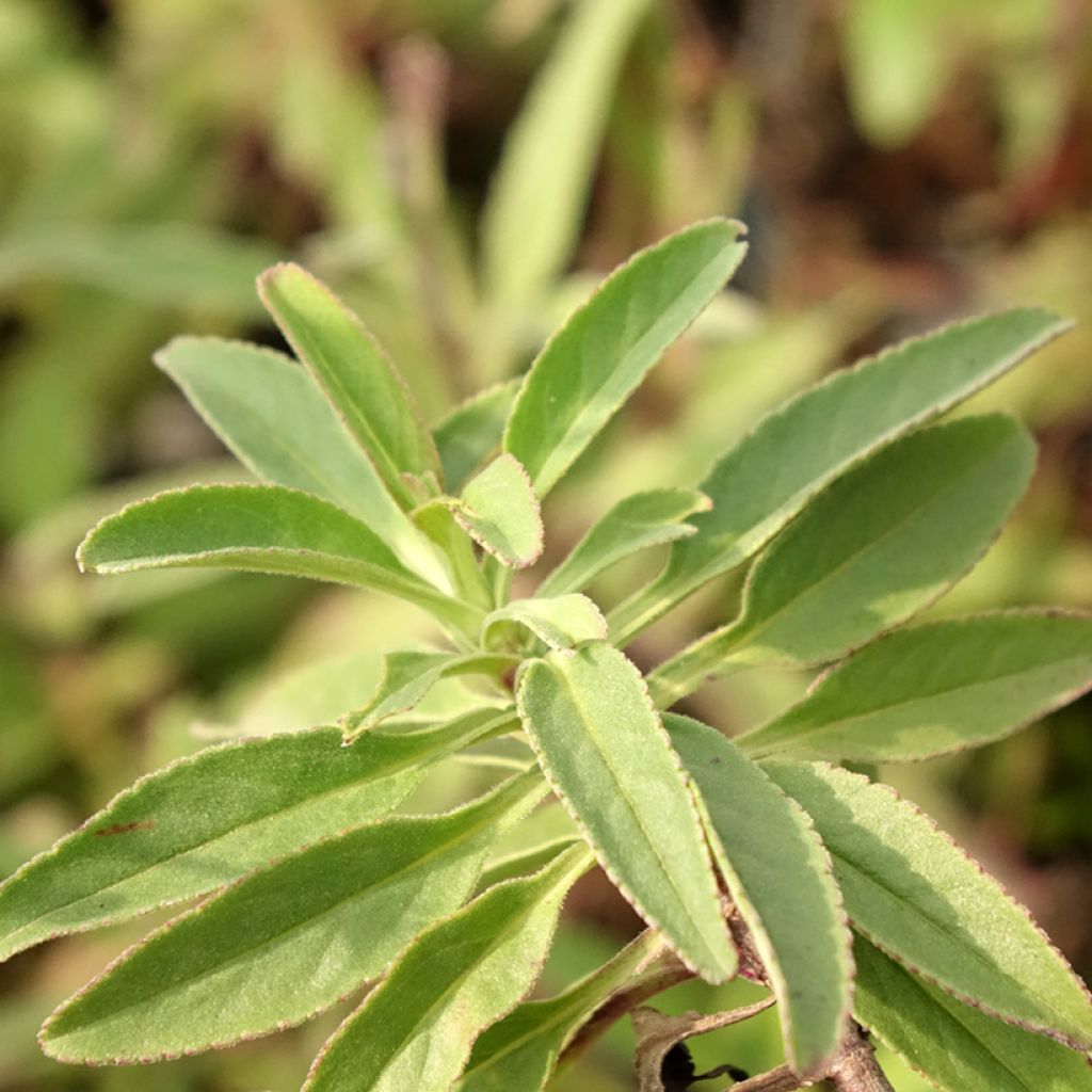 Veronica spicata Erika - Véronique en épis Erika