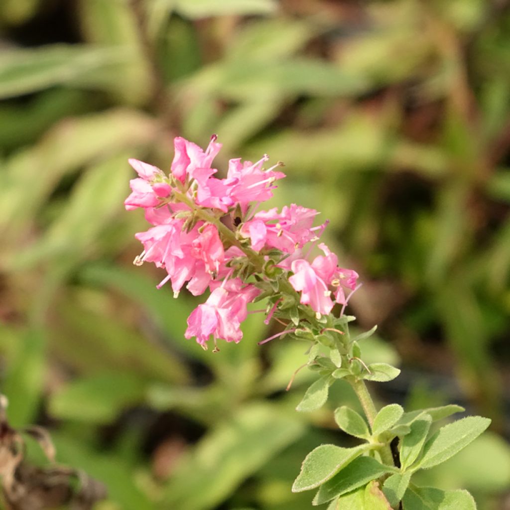Veronica spicata Erika - Véronique en épis Erika