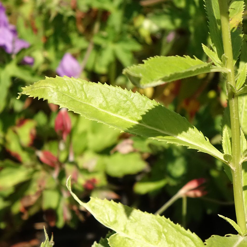 Veronica spicata Icicle - Véronique en épis Icicle