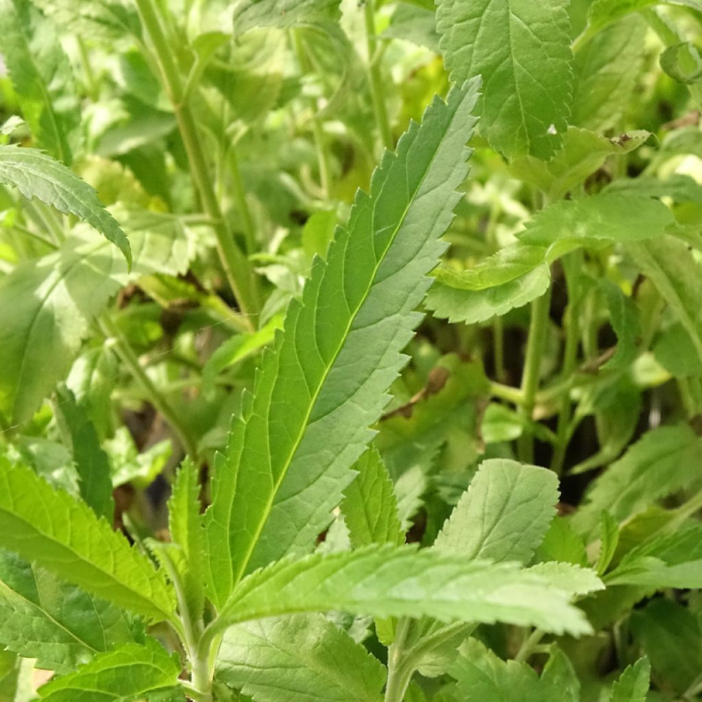 Veronica spicata Rotfuchs - Véronique en épis