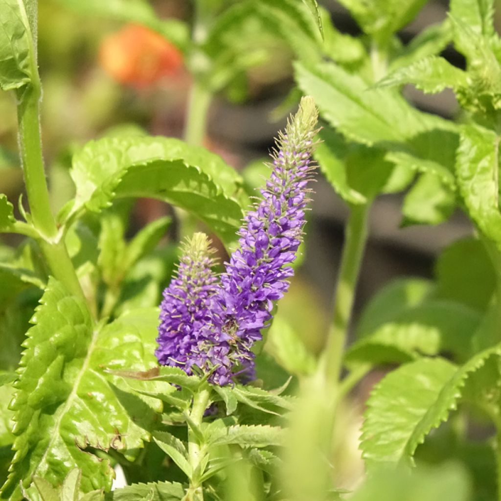 Veronica Sunny Border Blue - Véronique en épis Sunny Border Blue