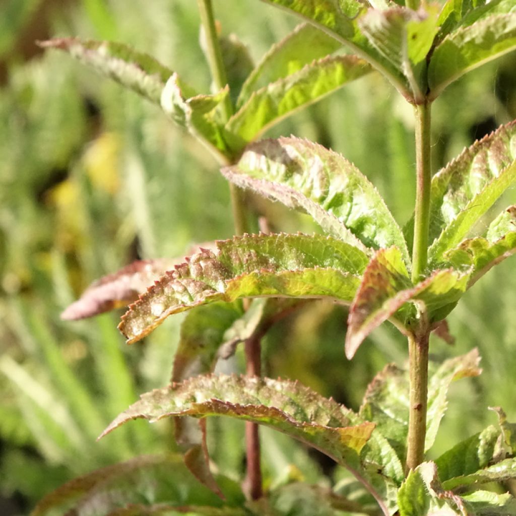 Veronicastrum virginicum Cupid - Véronique Cupid