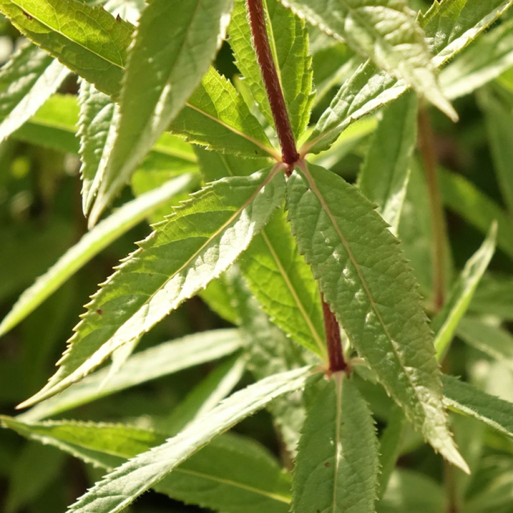 Veronicastrum virginicum Diana - Véronique de Virginie