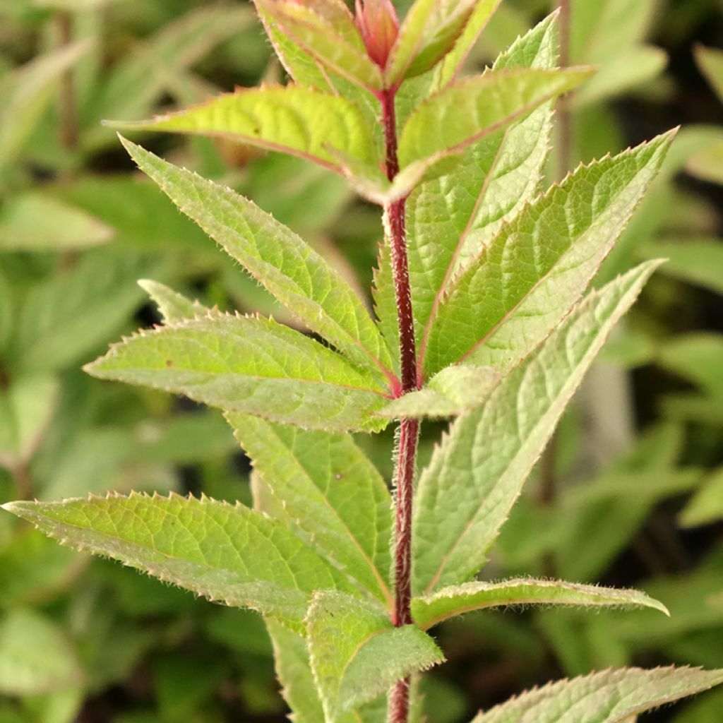 Veronicastrum virginicum Kleine Erika - Véronique de Virginie