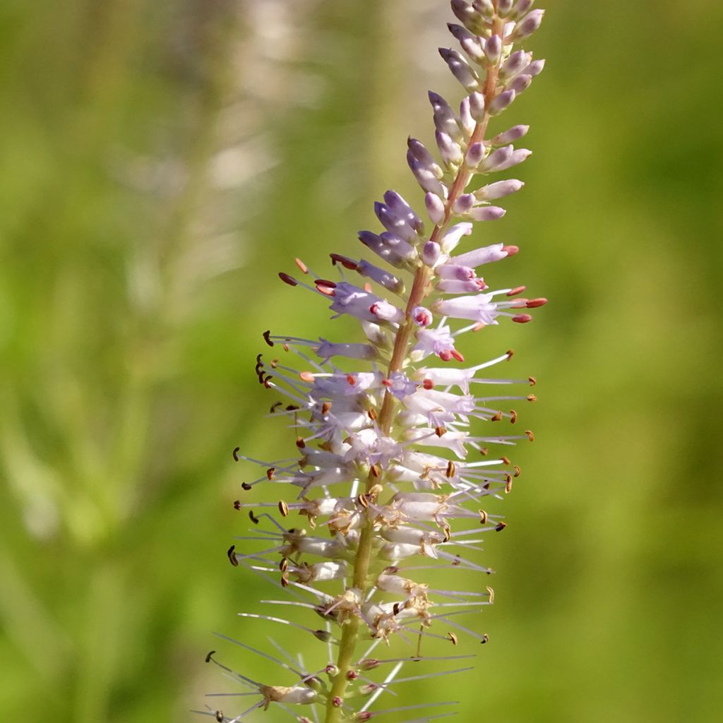 Veronicastrum virginicum Lavendelturm - Véronique de Virgine lavande pâle