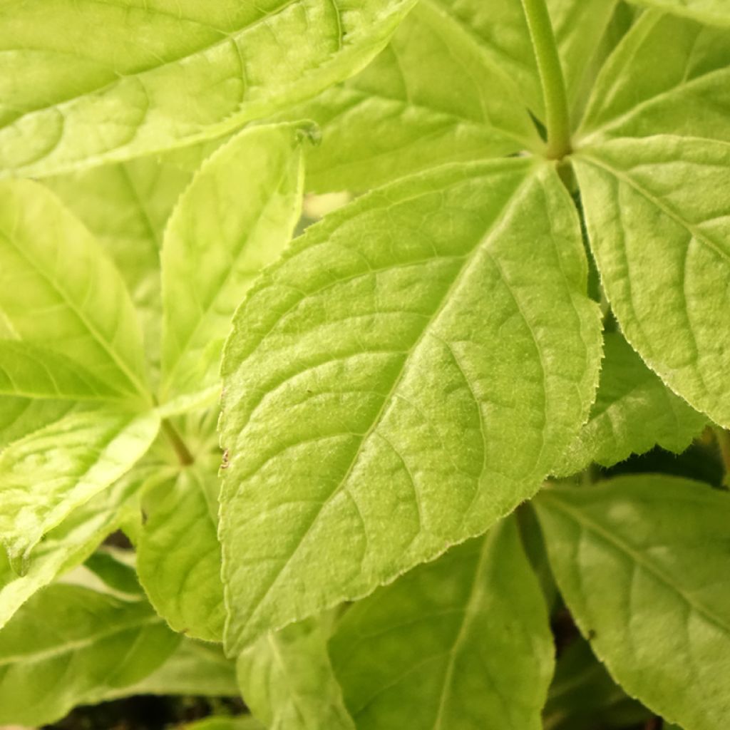 Véronique Apollo - Veronicastrum virginicum Apollo