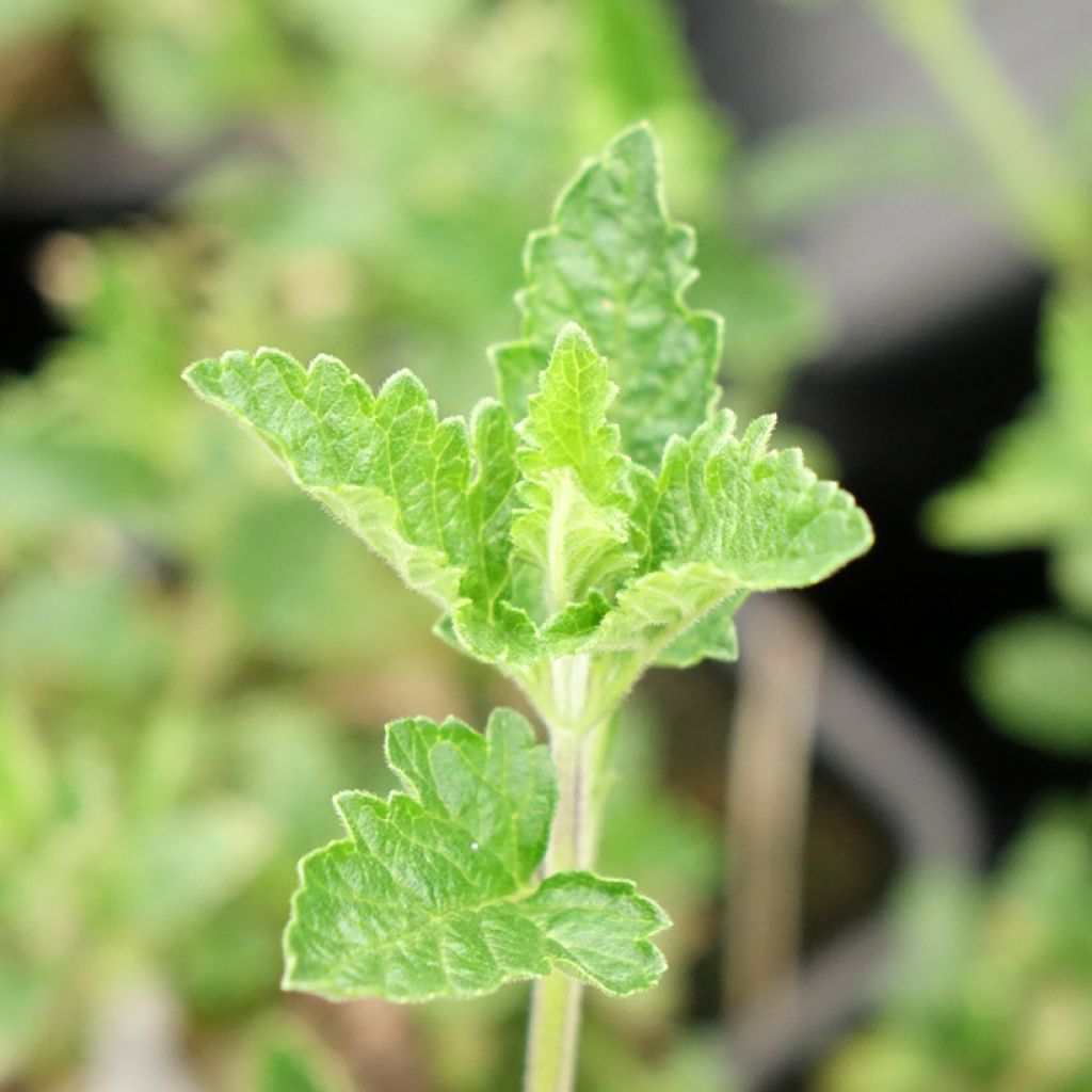 Verveine Seabrook's Lavender