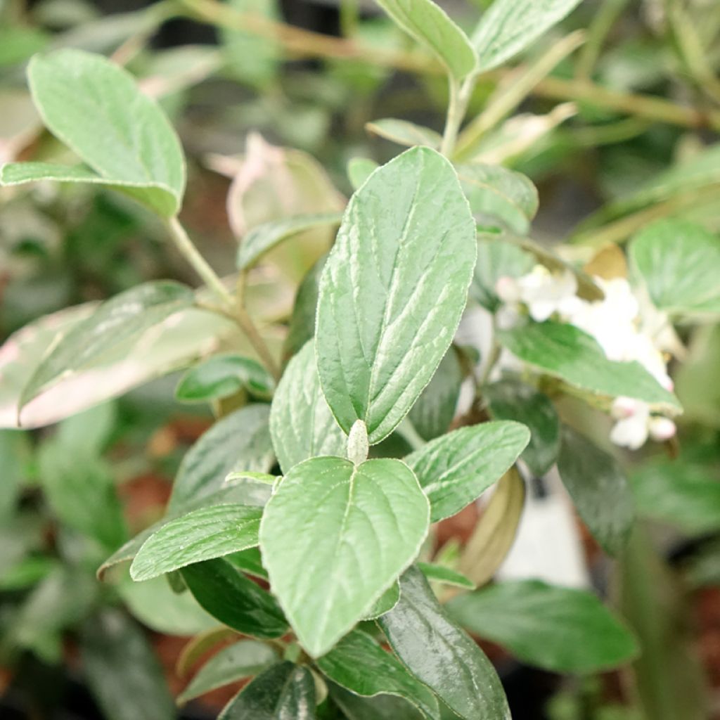 Viburnum burkwoodii Conoy - Viorne de Burkwood 