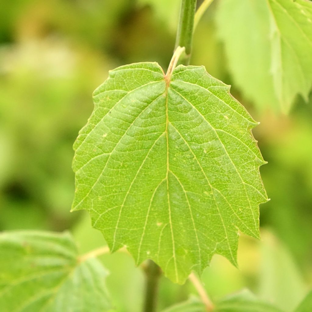 Viburnum dentatum Blue Muffin - Viorne dentée