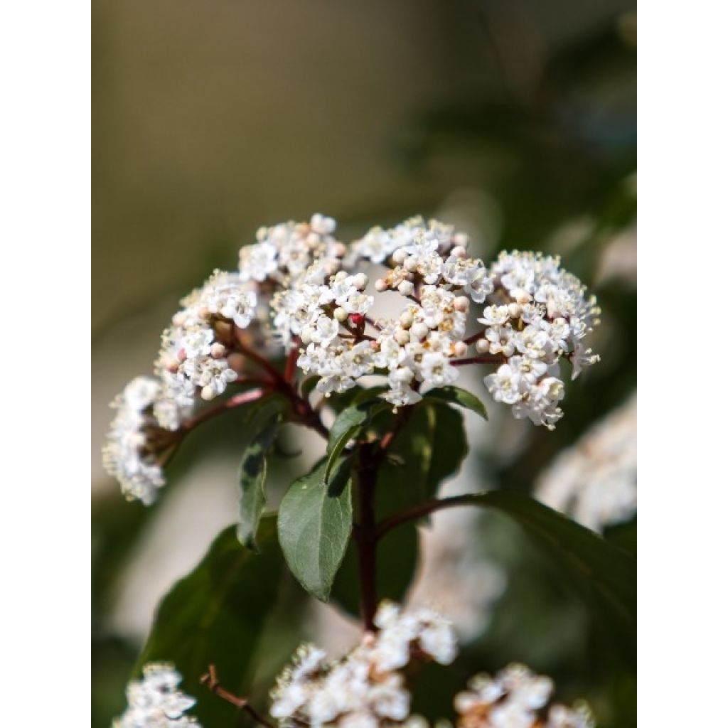 Viorne, Laurier-tin - Viburnum tinus